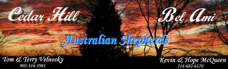 Cedar Hill Aussies - Lindale, Texas